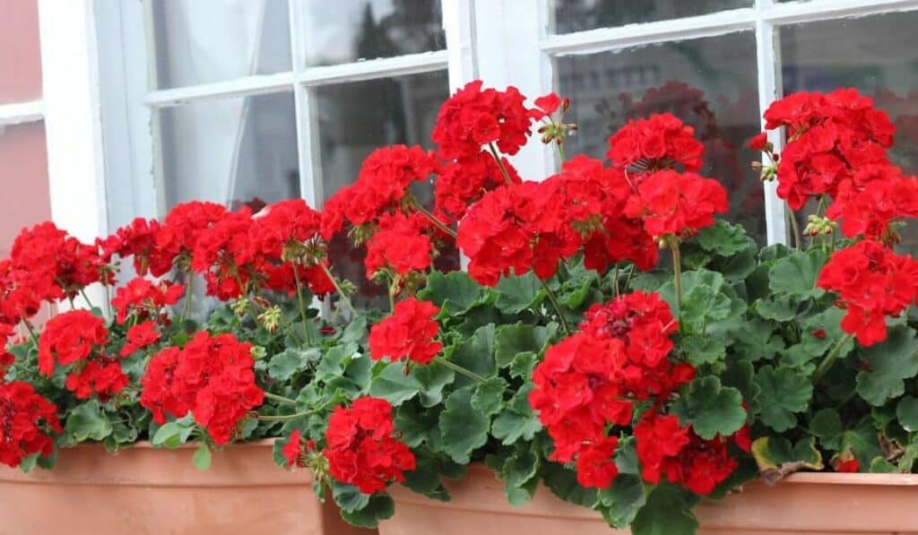 geraniums