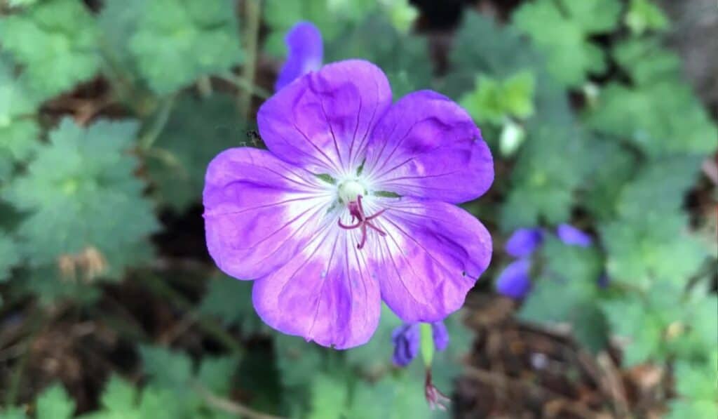 geraniums