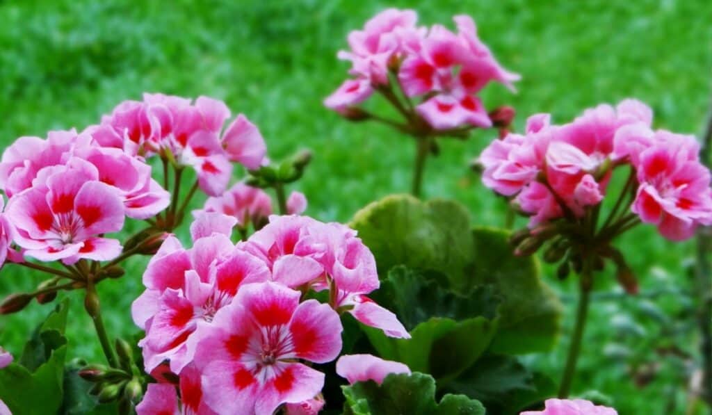 geraniums