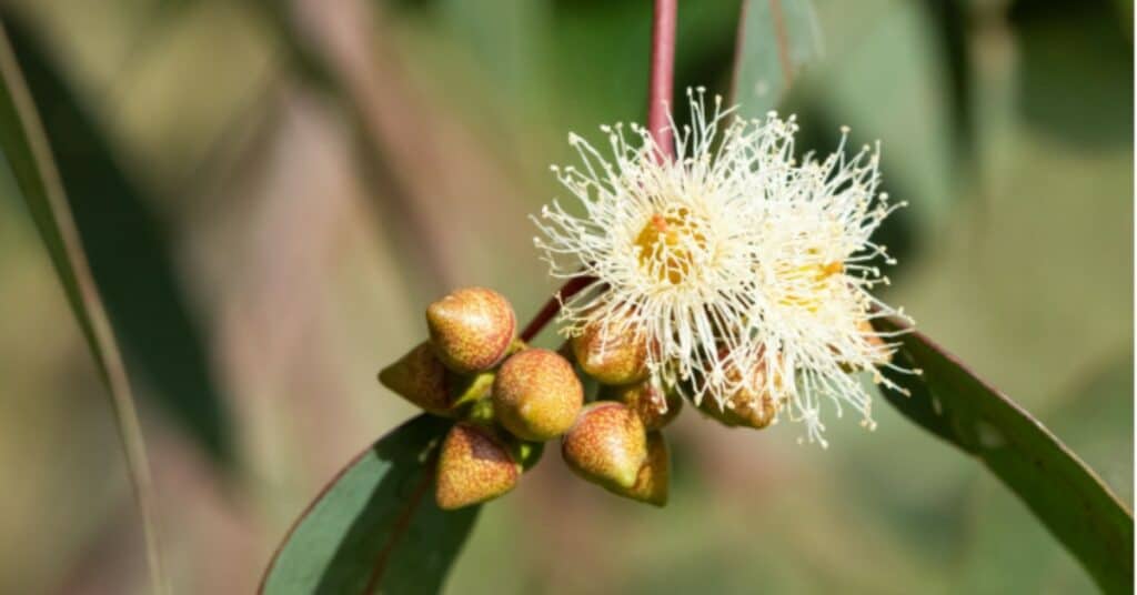 Eucalyptus: boom, plant, olie en snoeitips op een rij