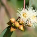 Eucalyptus: boom, plant, olie en snoeitips op een rij