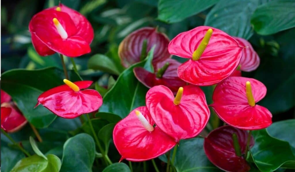 Anthurium verzorgen