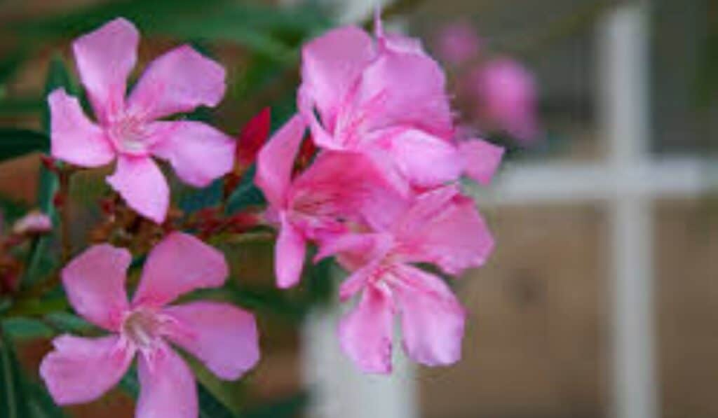 Oleander
