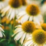 Zonnehoed in je tuin: kleurrijk, gezond en onderhoudsvriendelijk