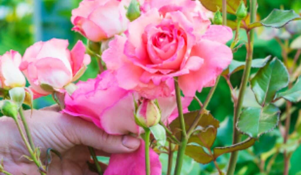Rozen snoeien