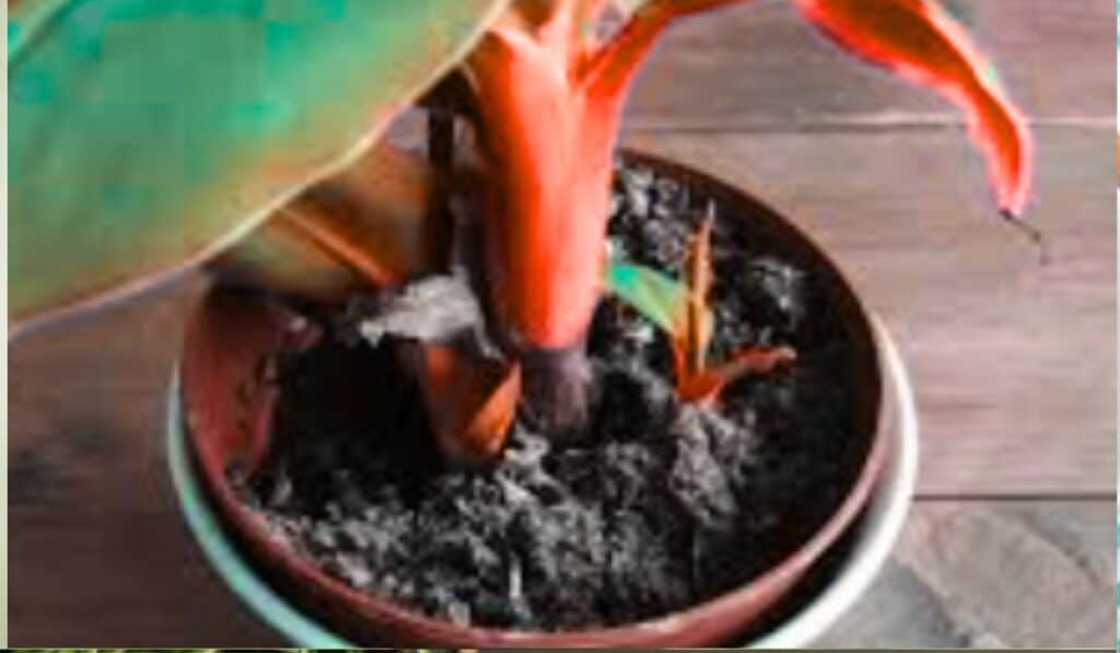 Bananenplant 