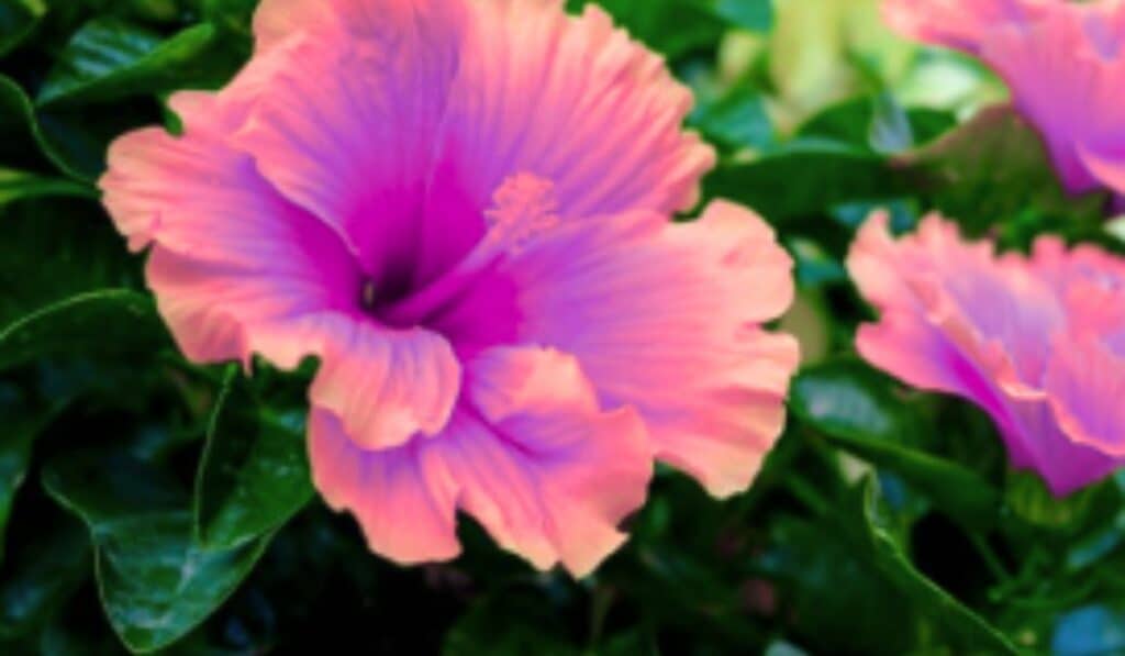 Hibiscus