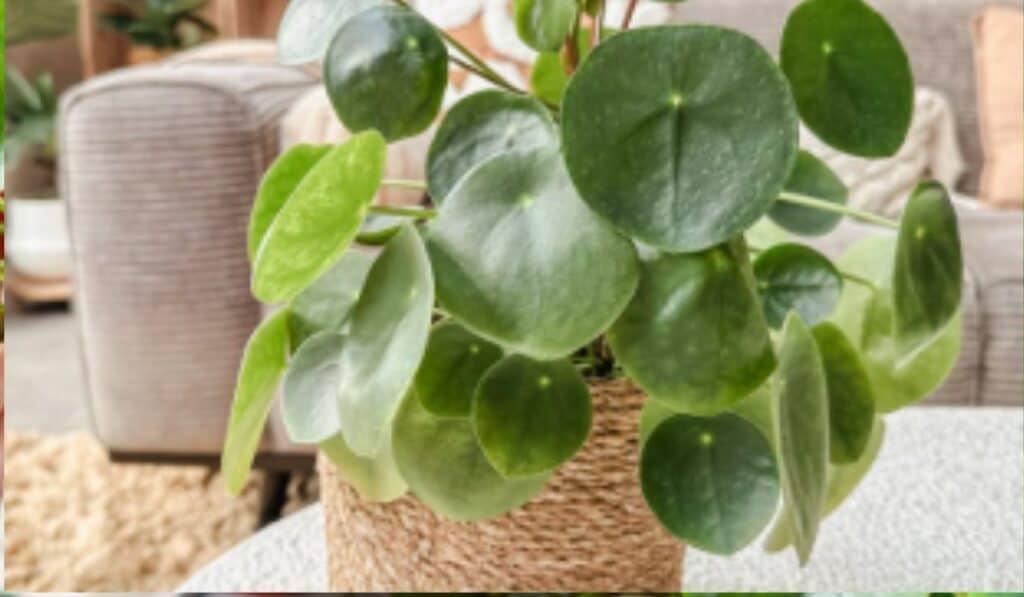 Pannenkoekplant