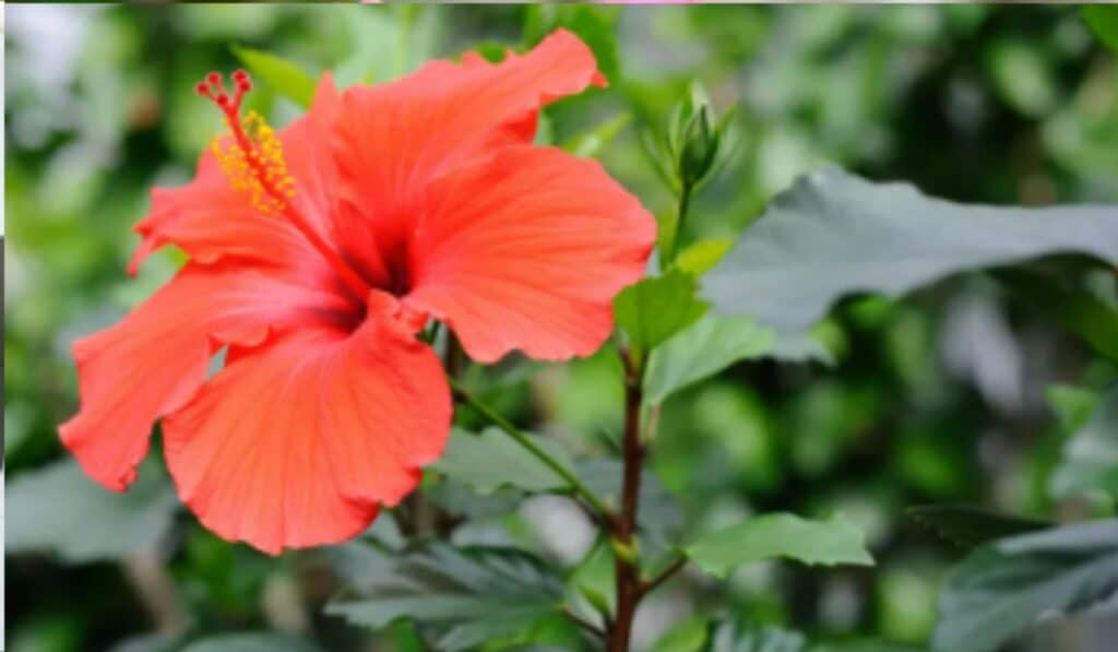 Hibiscus