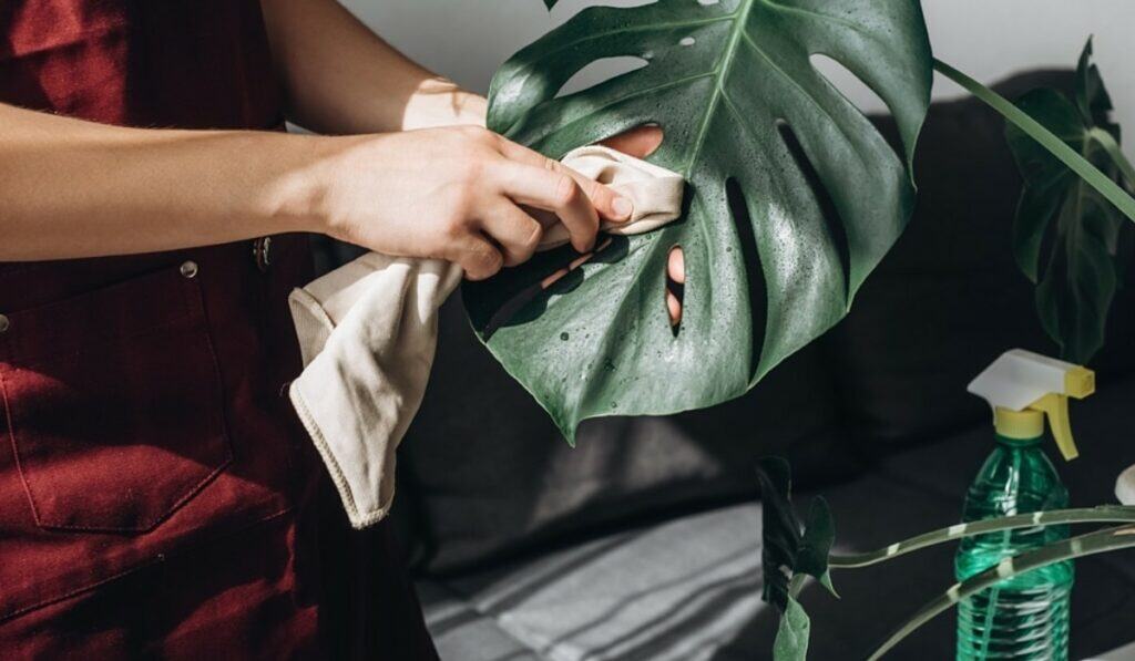 Monstera verzorgen, stekken en laten groeien – de complete gids voor een gezonde gatenplant