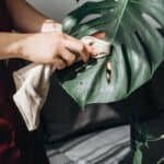 Monstera verzorgen, stekken en laten groeien – de complete gids voor een gezonde gatenplant