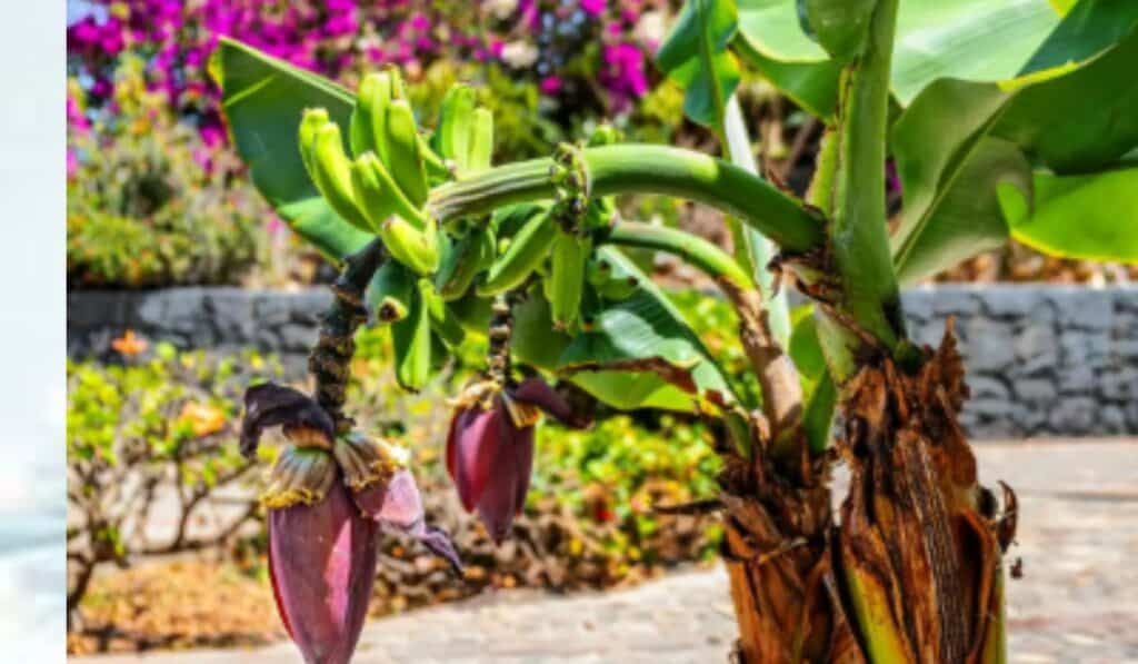 Bananenplant