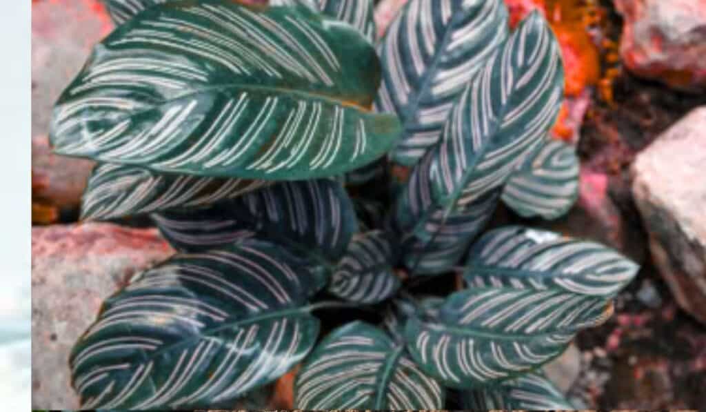 Calathea de sierlijke schaduwplant alle tips voor de beste verzorging
