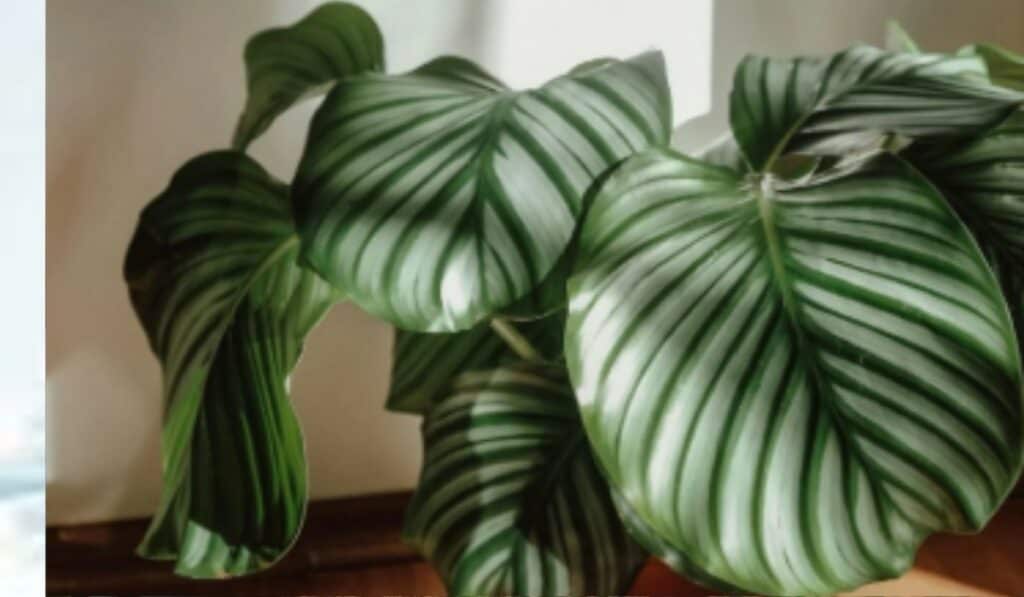 Calathea
