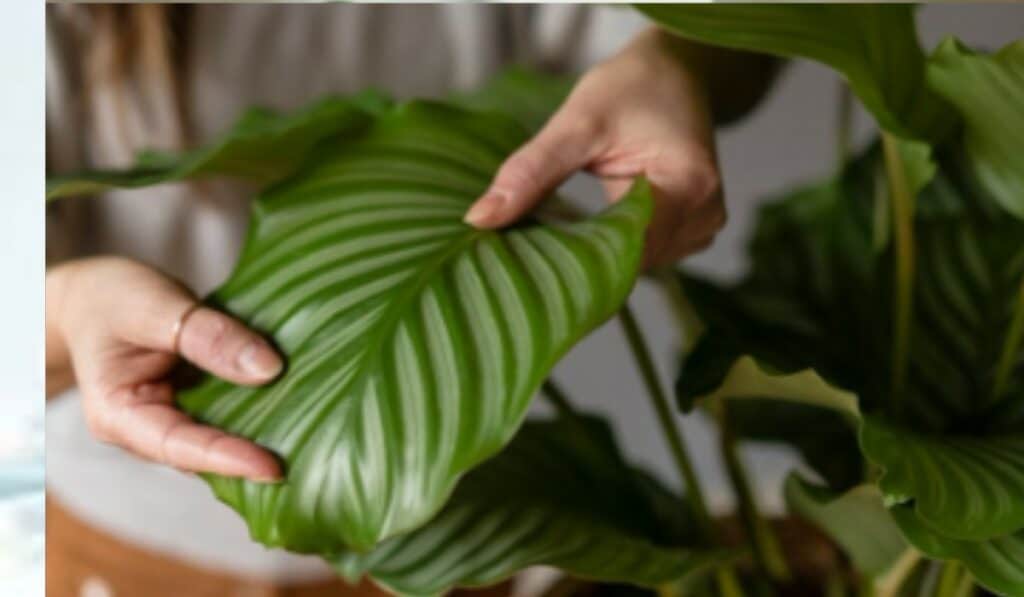 Calathea
