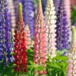 Wat is de lupine bloei verzorging en de vele toepassingen van deze mooie plant