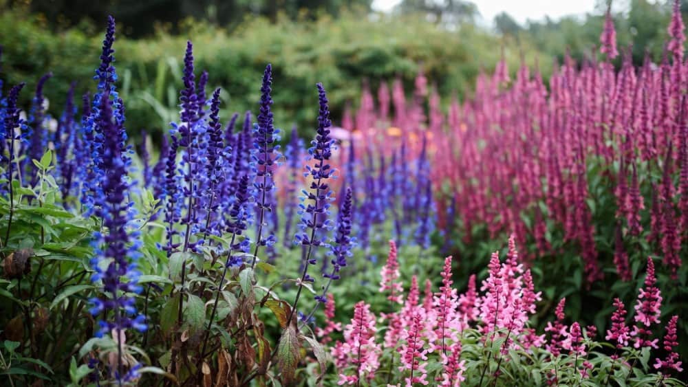Salvia snoeien