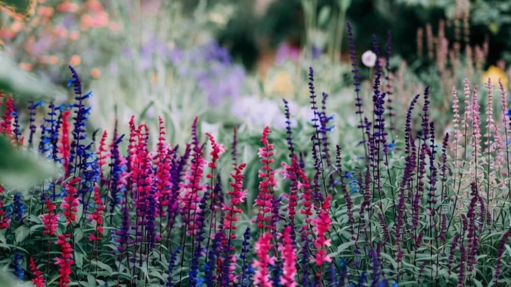 Salvia snoeien