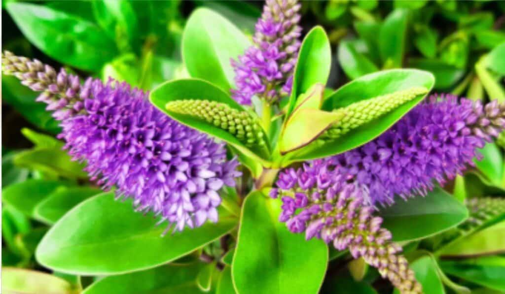 Hebe plant