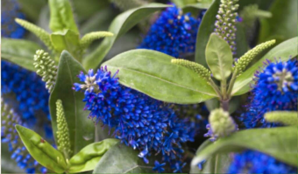 Hebe plant