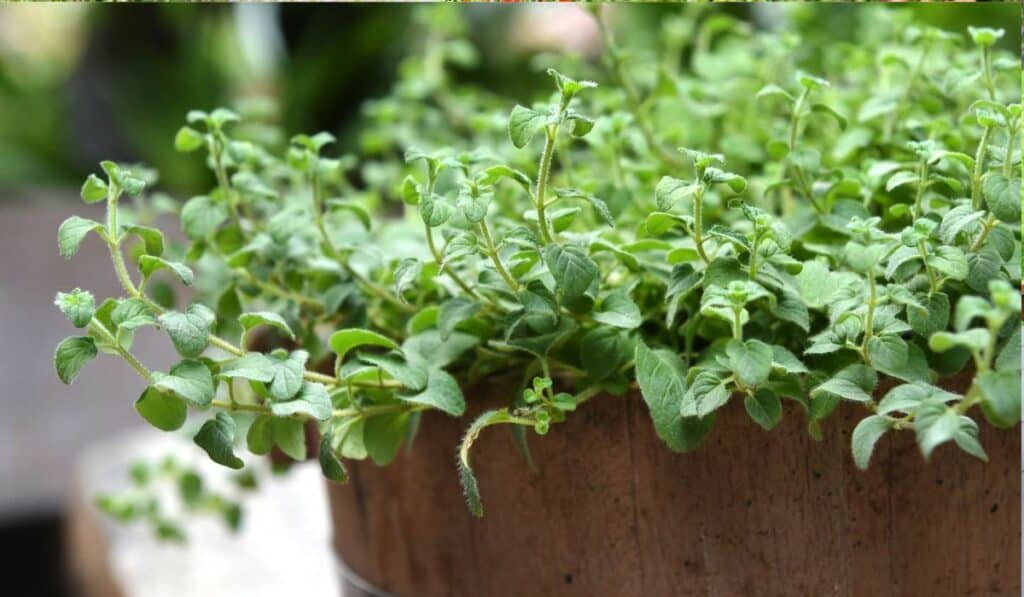 Oregano