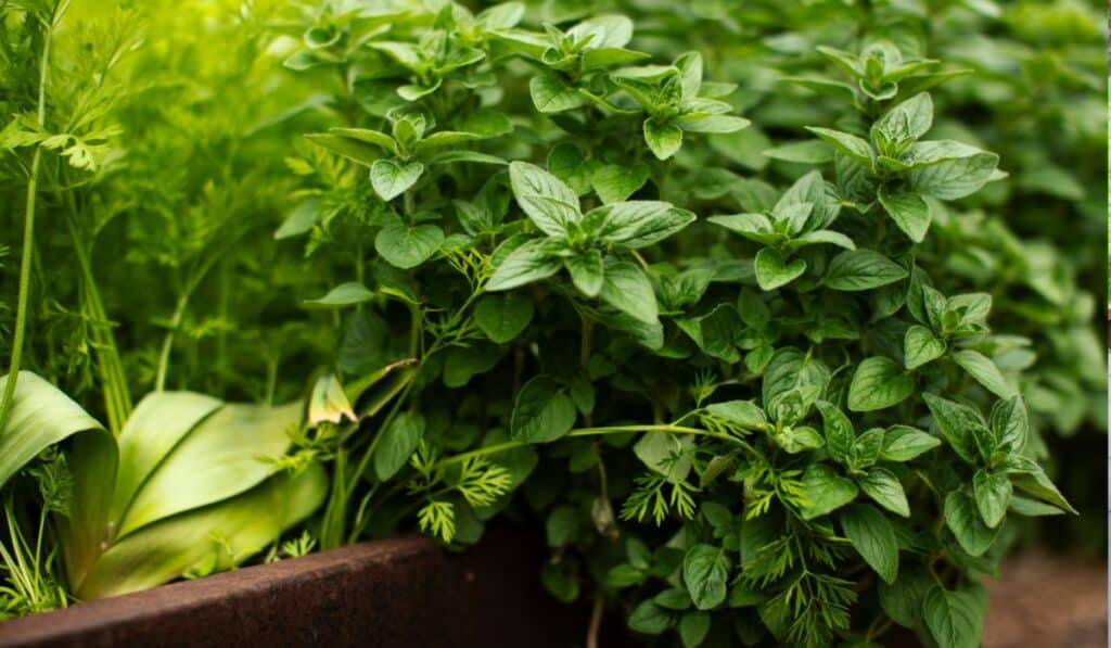 Oregano