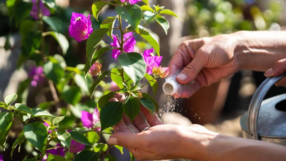 Bougainvillea 