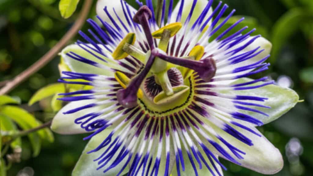 passiebloem 