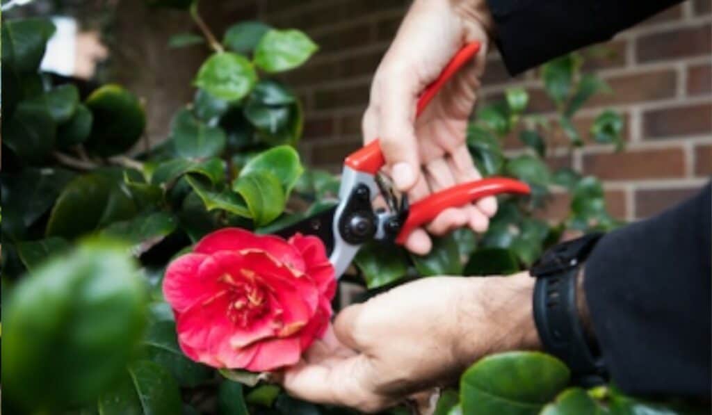 Camelia snoeien