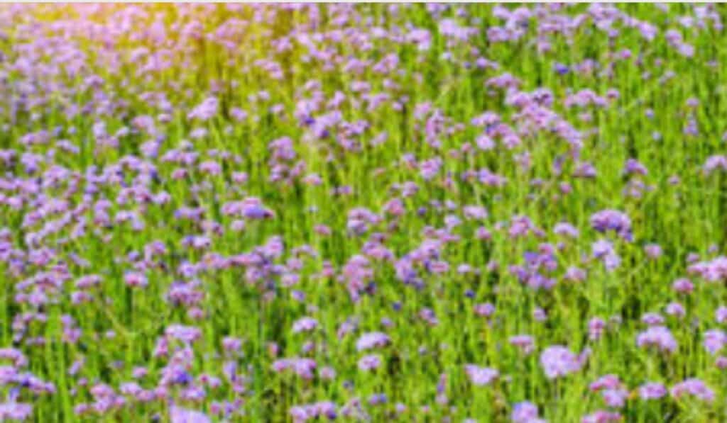 Verbena snoeien
