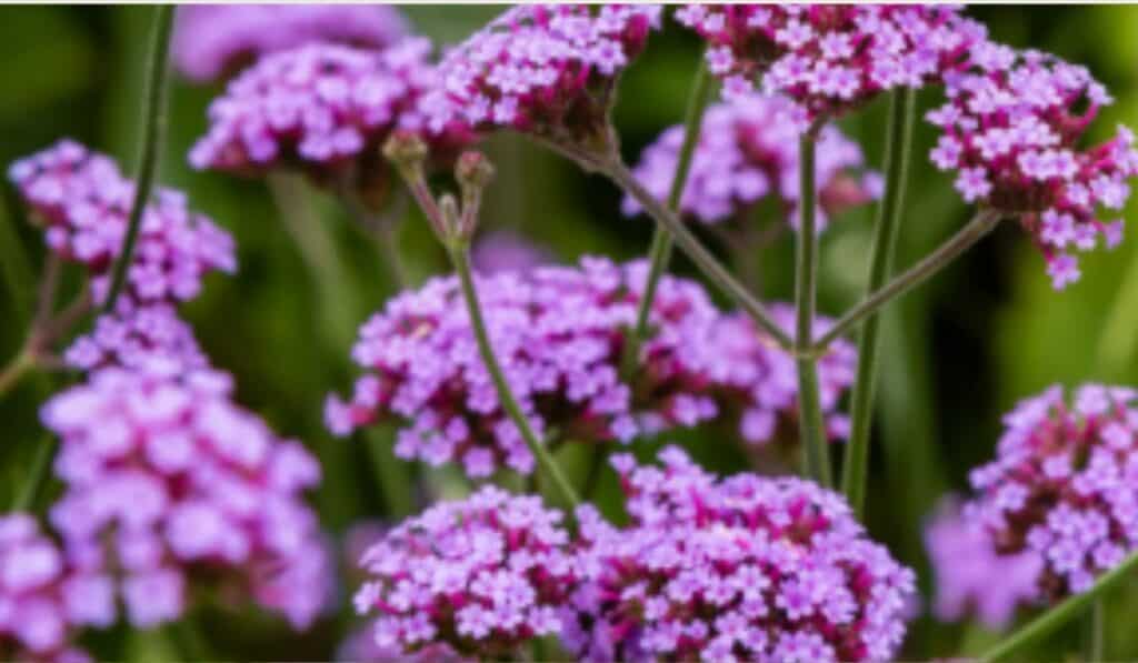 Verbena snoeien