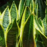 Sansevieria verzorging bekijk de gids over water licht en het oplossen van problemen