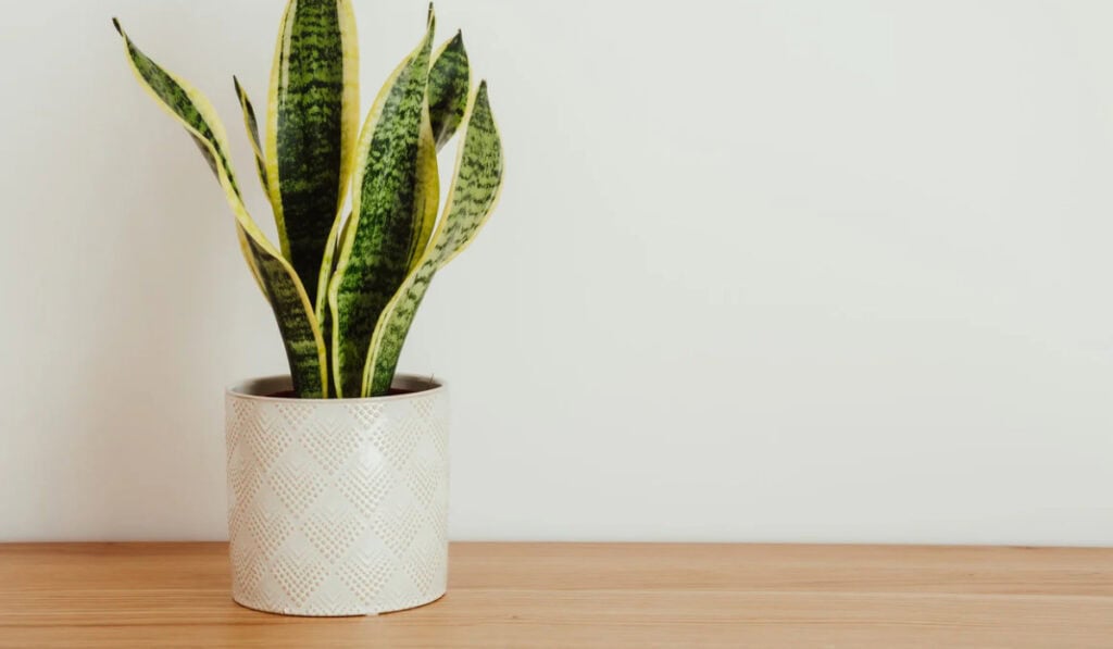 Sansevieria verzorging