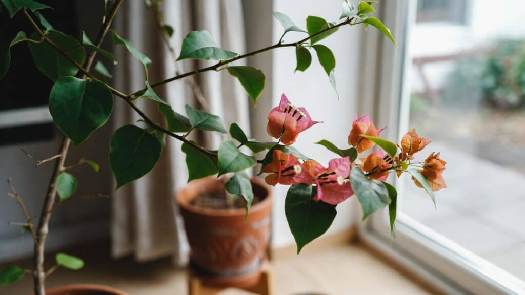 Bougainvillea winterhard