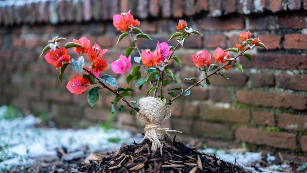 Bougainvillea winterhard – zo help je jouw plant de winter door