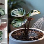 Calathea Verzorging: Water, Licht, Luchtvochtigheid & Tips