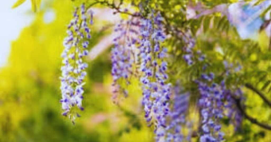 Blauwe Regen Snoeien: Complete Gids voor Groei en Bloei
