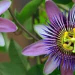 Passiebloem & Salvia Snoeien – Complete Gids 2026