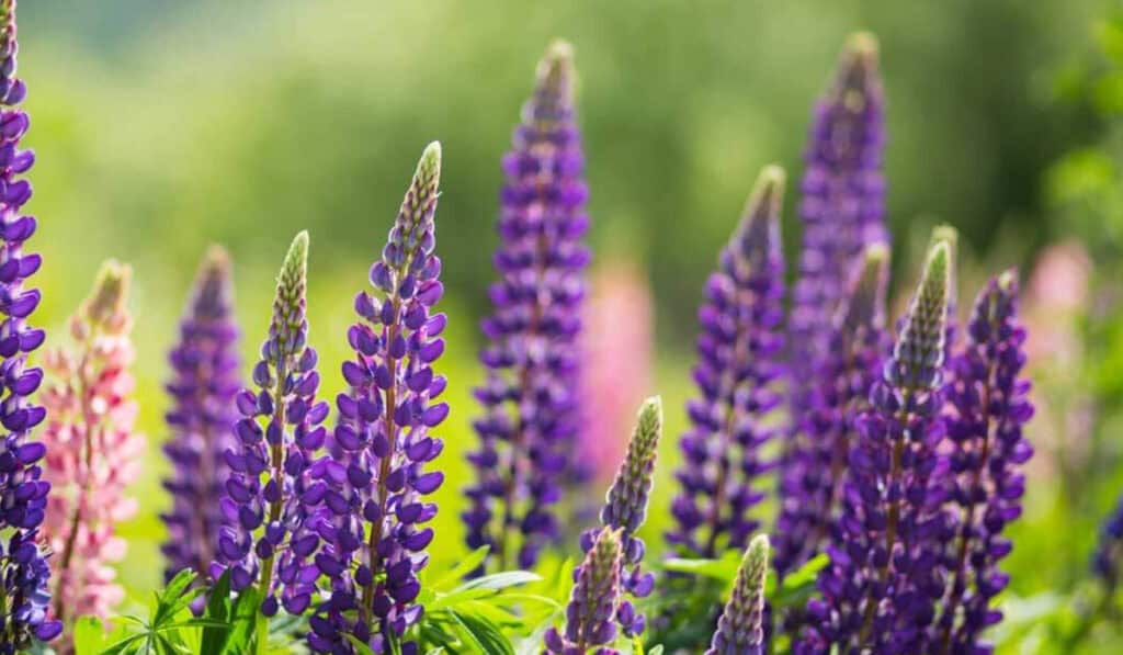 Lupine
