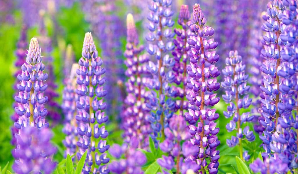 Lupine