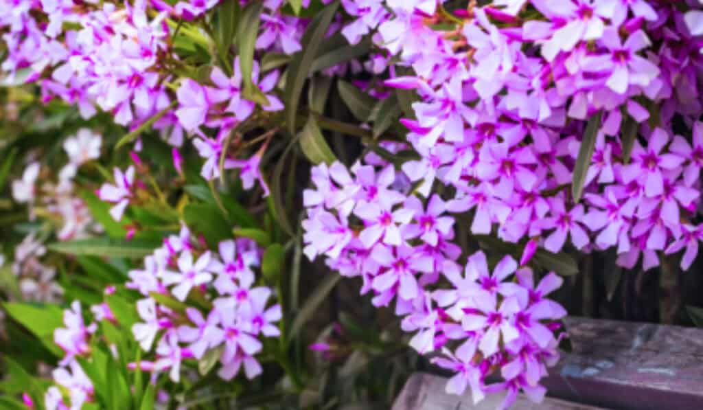 Oleander Giftig
