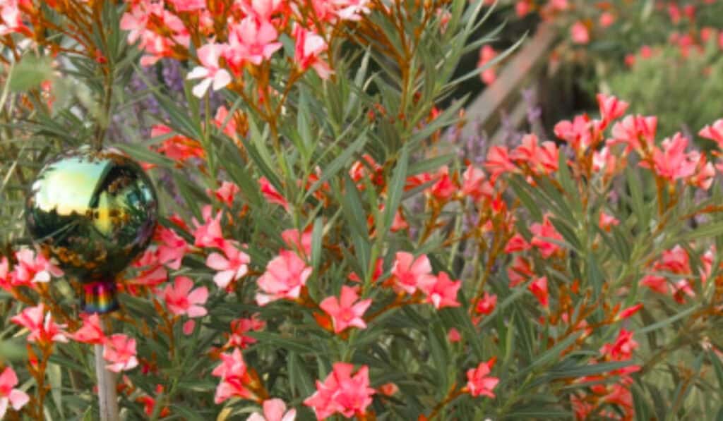 Oleander Giftig