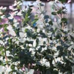 Eucalyptus snoeien – zo houd je je boom of struik gezond