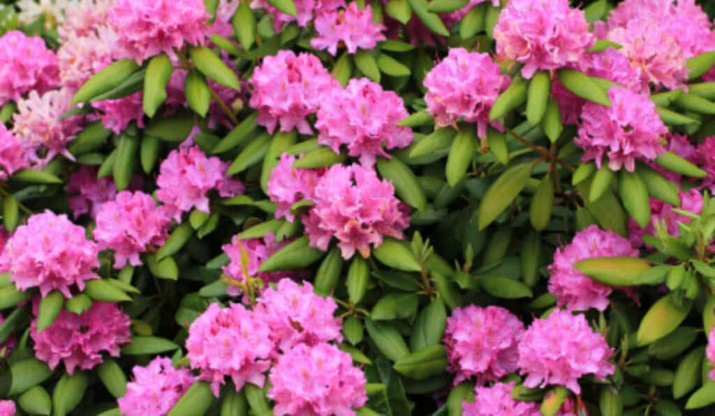 Rhododendron Snoeien