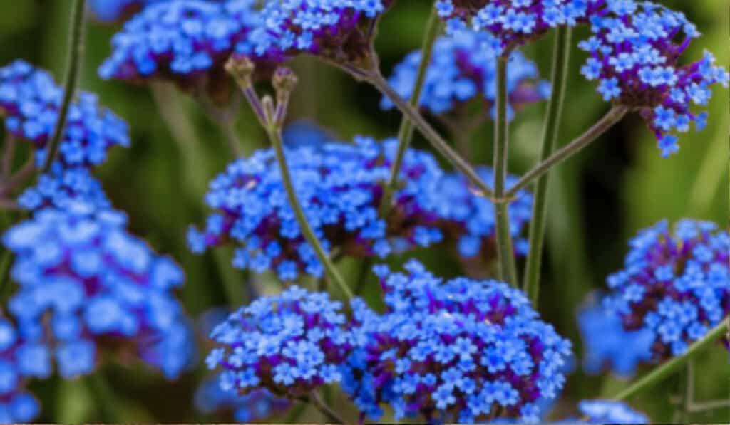 Verbena Snoeien