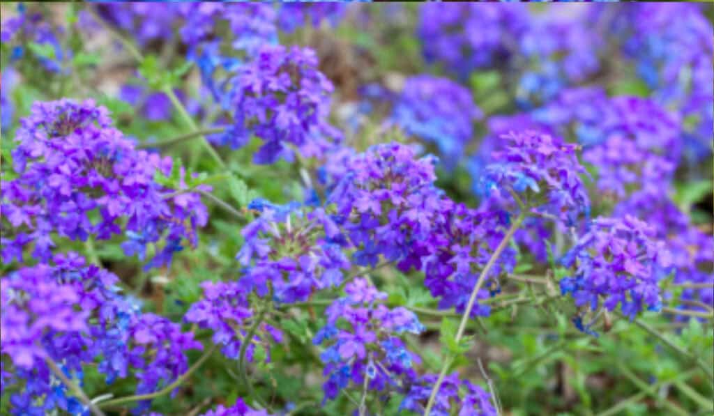 Verbena Snoeien