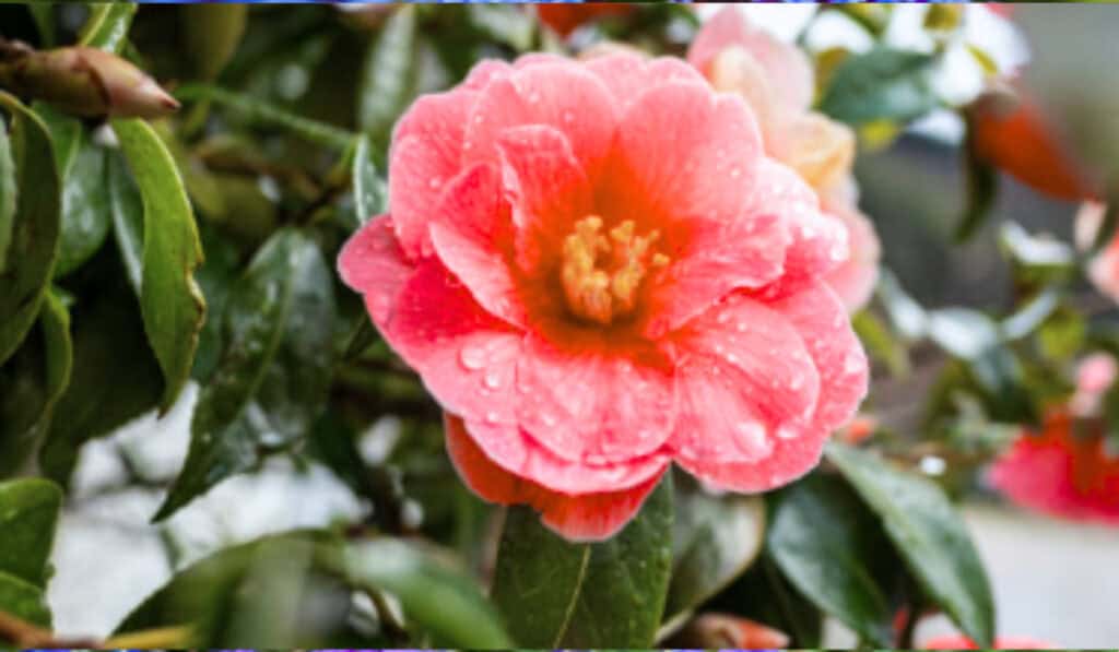 Camelia Snoeien