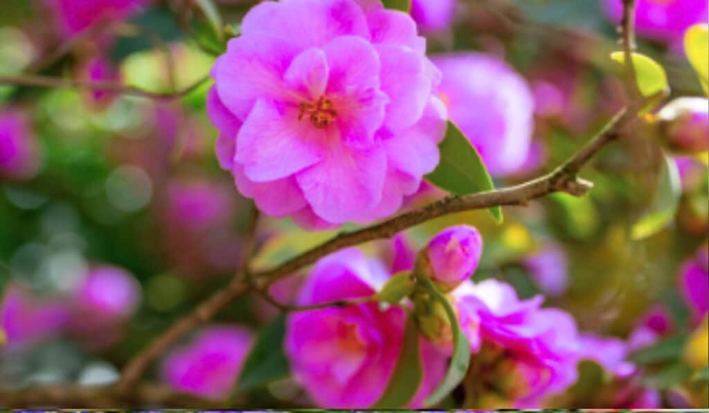 Camelia Snoeien