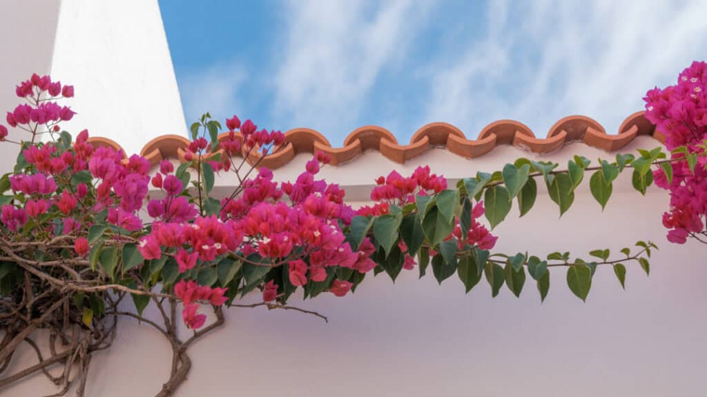 Bougainvillea 