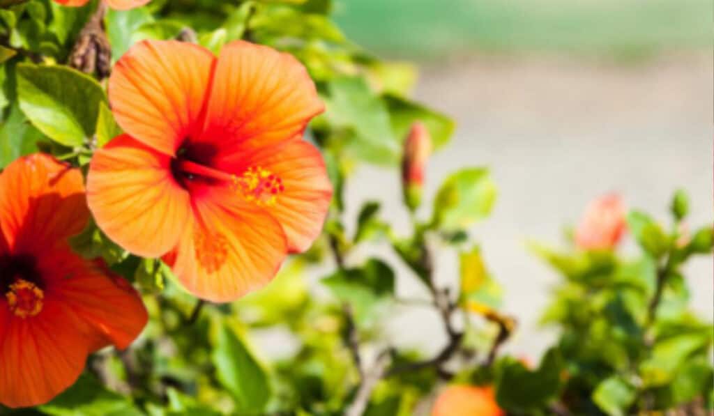 Hibiscus verzorging